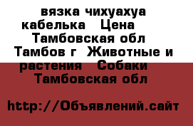 вязка чихуахуа кабелька › Цена ­ 1 - Тамбовская обл., Тамбов г. Животные и растения » Собаки   . Тамбовская обл.